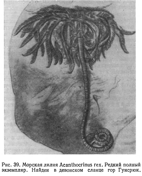 Рис. 39. Морская лилия Acanthocrinus гех. Редкий полный экземпляр