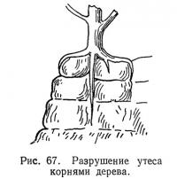 Рис. 67. Разрушение утеса корнями дерева