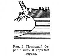 Рис. 2. Подмытый берег с пнем и корнями дерева