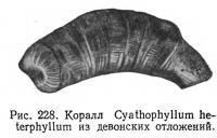 Рис. 228. Коралл Cyathophyllum heterphyllum из девонских отложений