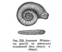Рис. 229. Аммонит Mimoceras gracile из девонских отложений