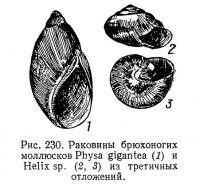 Рис. 230. Раковины брюхоногих моллюсков Physa gigantea и Helix sp.