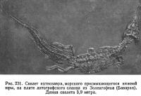 Рис. 231. Скелет ихтиозавра, морского пресмыкающегося нижней юры