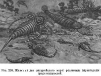 Рис. 236. Жизнь на дне силурийского моря: различные эйриптериды среди водорослей