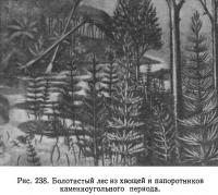 Рис. 238. Болотистый лес из хвощей и папоротников каменноугольного периода