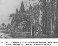 Рис. 244. Лес второй половины третичного периода, создавший пласты бурого угля