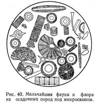 Рис. 40. Мельчайшая фауна и флора из осадочных пород под микроскопом